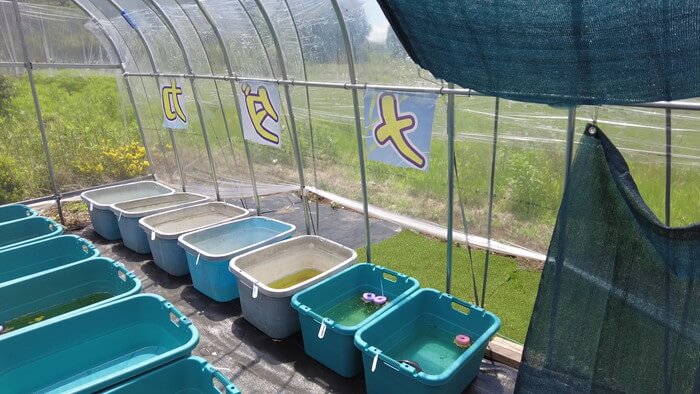 めだかガーデン