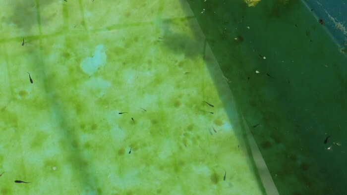 めだかガーデン