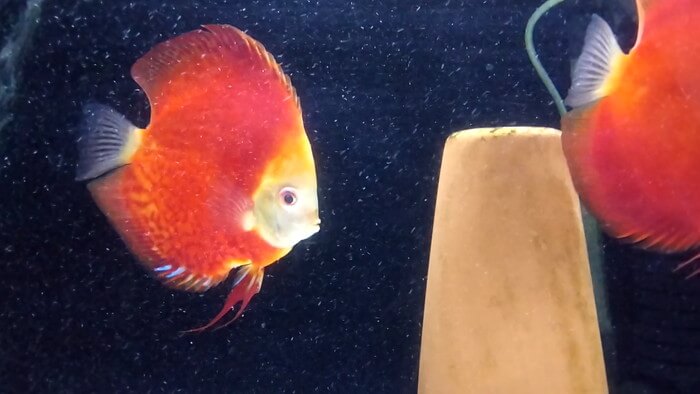 東京ペット貿易株式会社