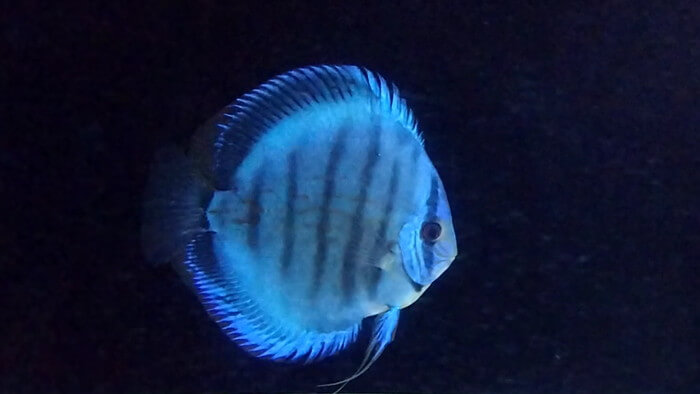 東京ペット貿易株式会社