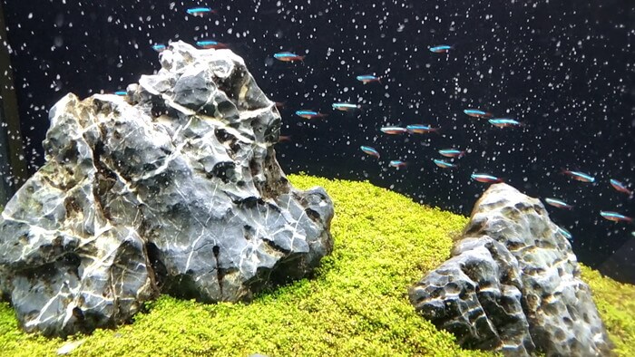 東京ペット貿易株式会社