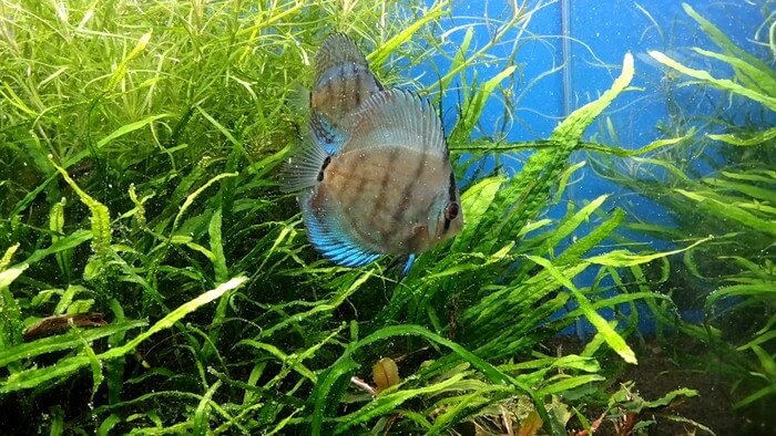 東京ペット貿易株式会社