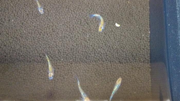 東京ペット貿易株式会社