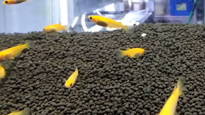 東京ペット貿易株式会社