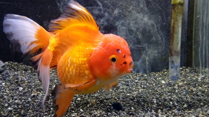 東京ペット貿易株式会社