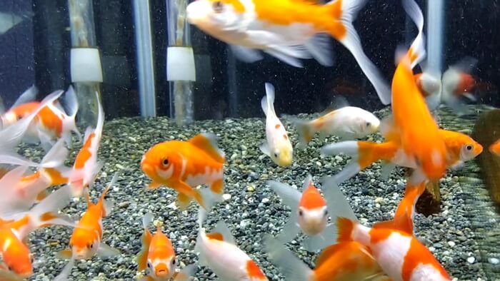 東京ペット貿易株式会社