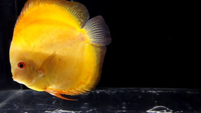 東京ペット貿易株式会社