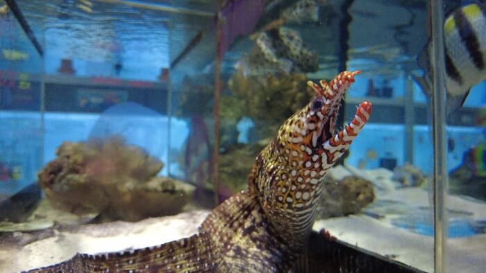 東京ペット貿易株式会社