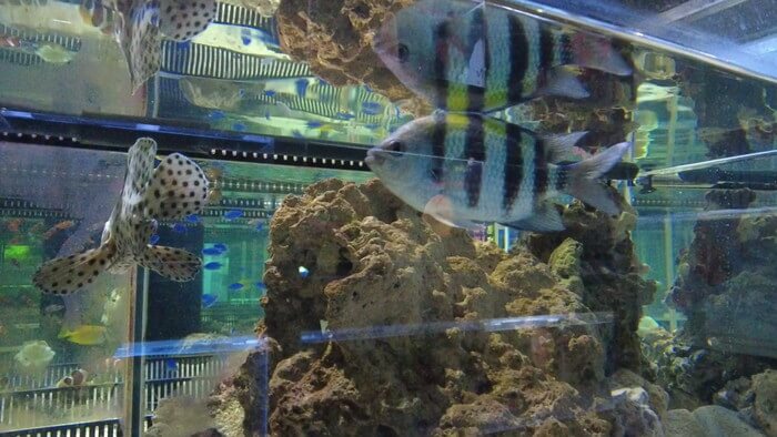 東京ペット貿易株式会社