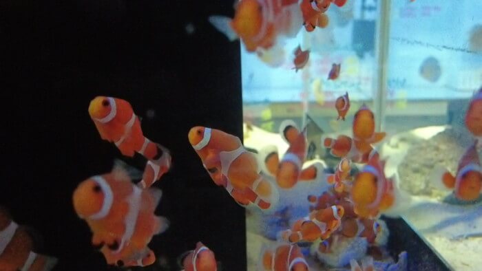 東京ペット貿易株式会社