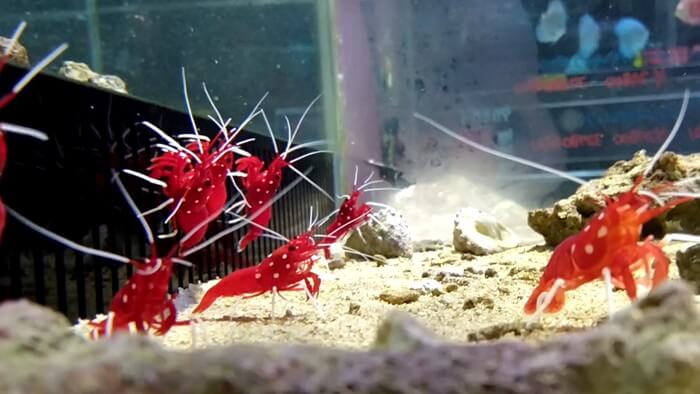 東京ペット貿易株式会社