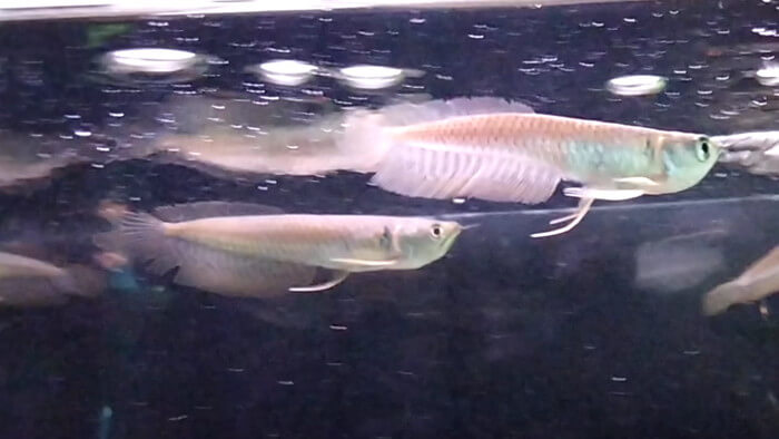 東京ペット貿易株式会社