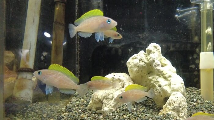 東京ペット貿易株式会社