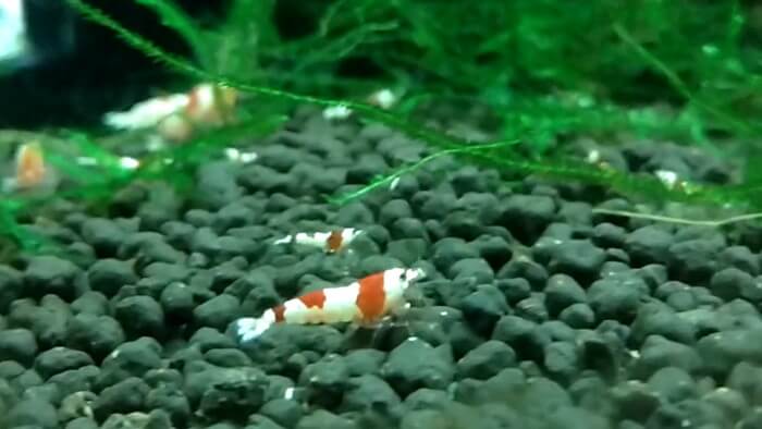 東京ペット貿易株式会社