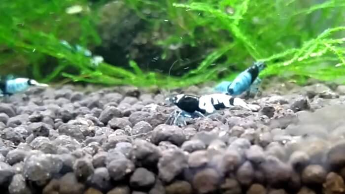 東京ペット貿易株式会社