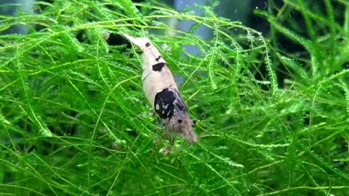 東京ペット貿易株式会社