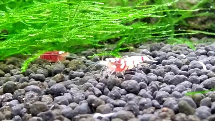 東京ペット貿易株式会社