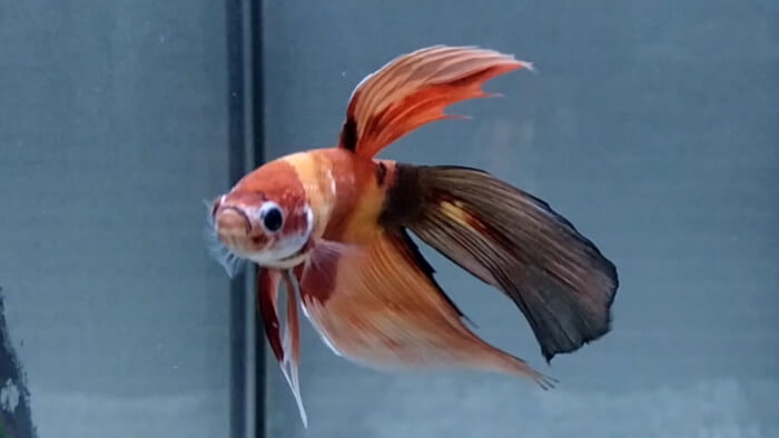 東京ペット貿易株式会社