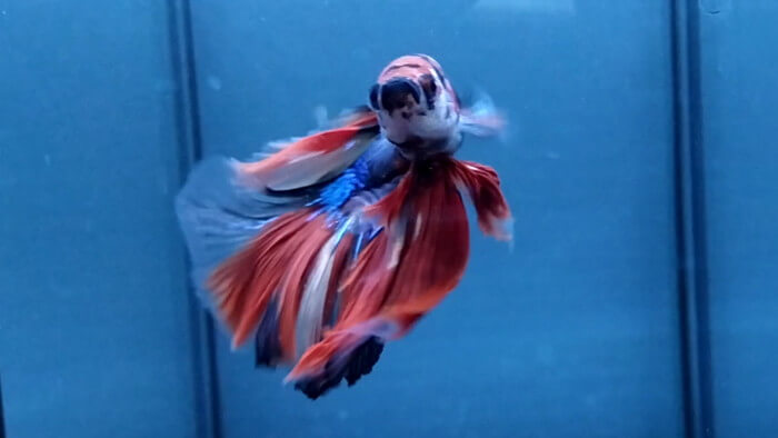 東京ペット貿易株式会社