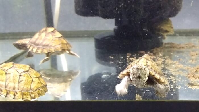 東京ペット貿易株式会社