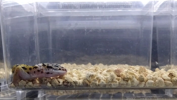 東京ペット貿易株式会社