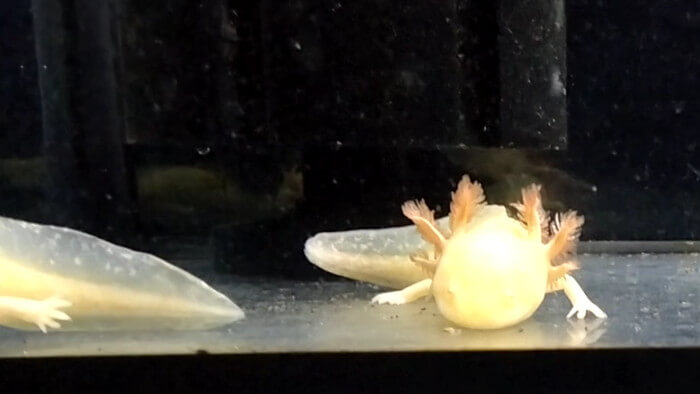 東京ペット貿易株式会社