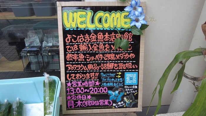 よこはま金魚本店別館