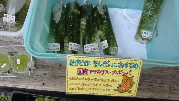 よこはま金魚本店別館