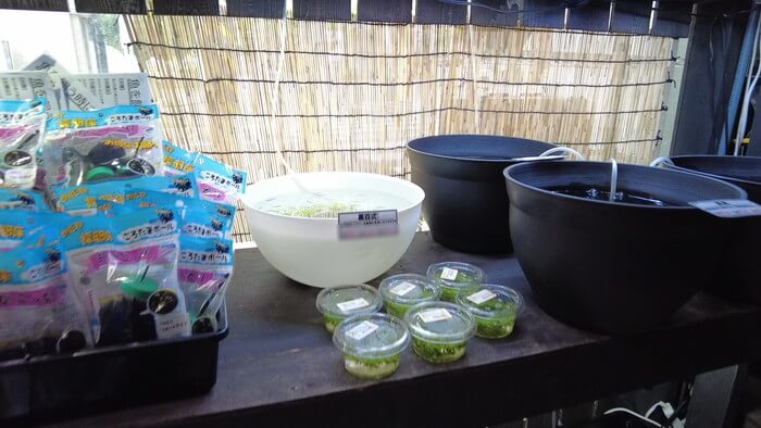 よこはま金魚本店別館