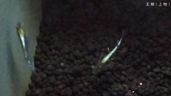 よこはま金魚本店別館