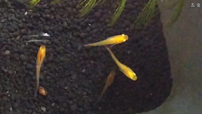 よこはま金魚本店別館