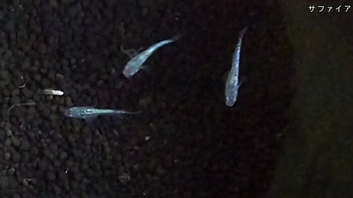 よこはま金魚本店別館