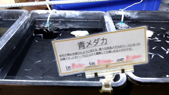 よこはま金魚本店別館