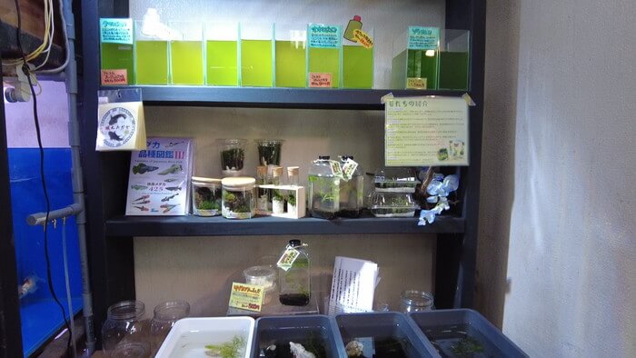 よこはま金魚本店別館