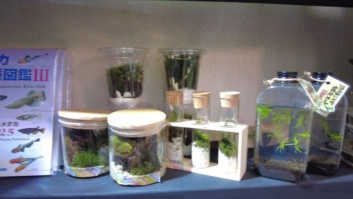 よこはま金魚本店別館