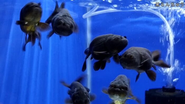 よこはま金魚本店別館