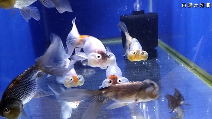 よこはま金魚本店別館