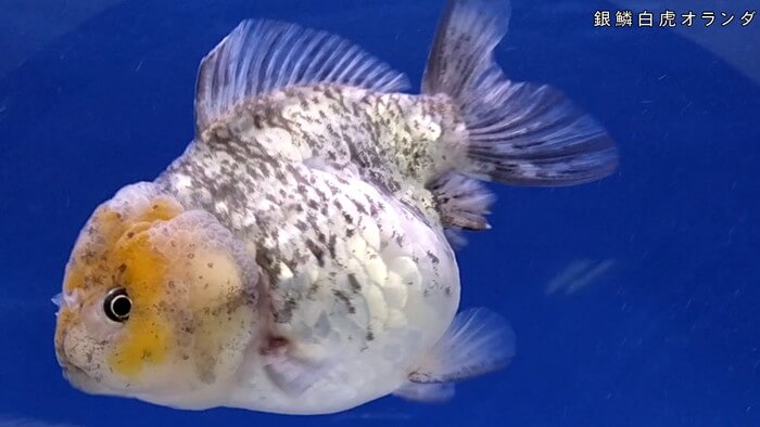 よこはま金魚本店別館