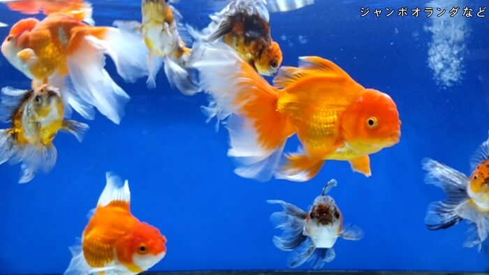 よこはま金魚本店別館