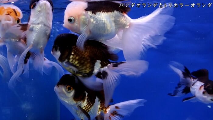 よこはま金魚本店別館