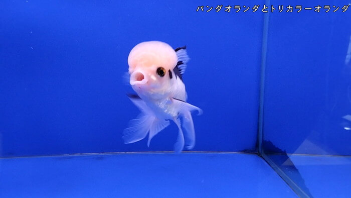 よこはま金魚本店別館