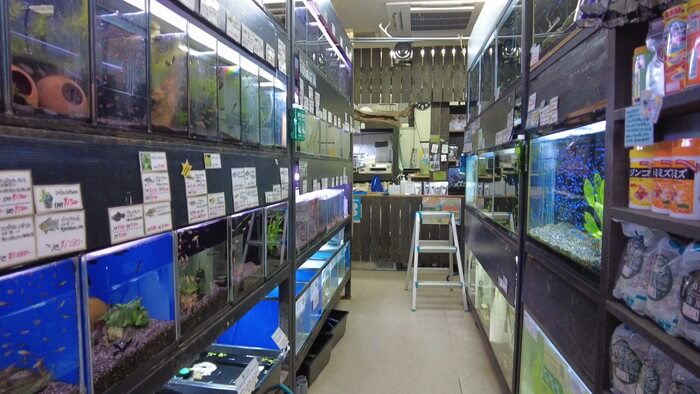 よこはま金魚本店別館