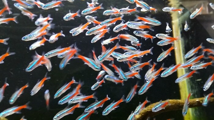 よこはま金魚本店別館