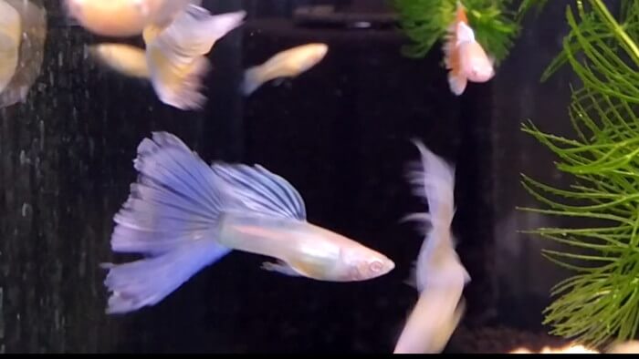 よこはま金魚本店別館