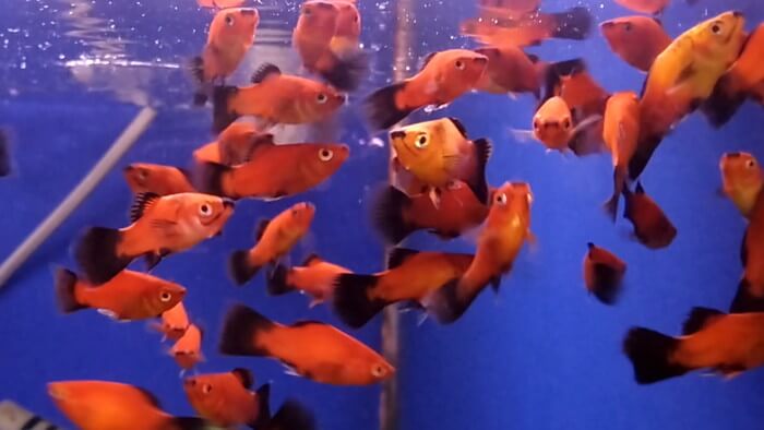 よこはま金魚本店別館