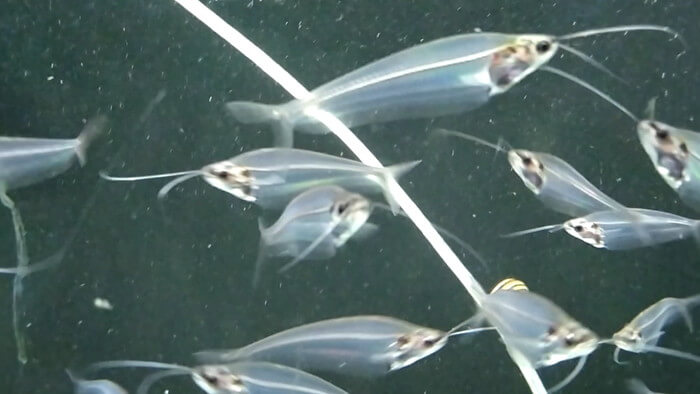 よこはま金魚本店別館