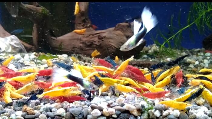 よこはま金魚本店別館