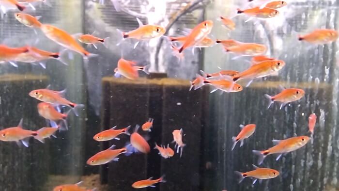 よこはま金魚本店別館