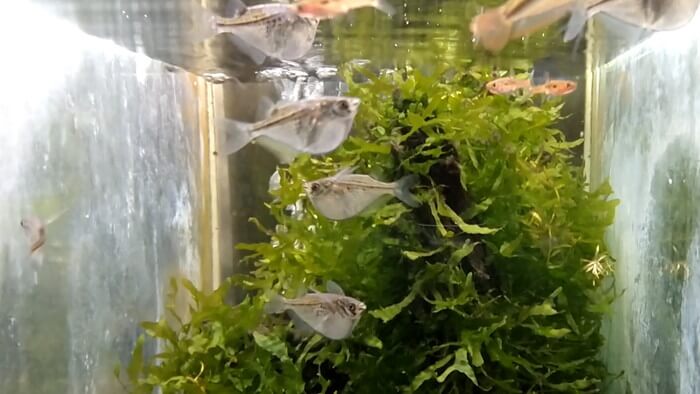 よこはま金魚本店別館