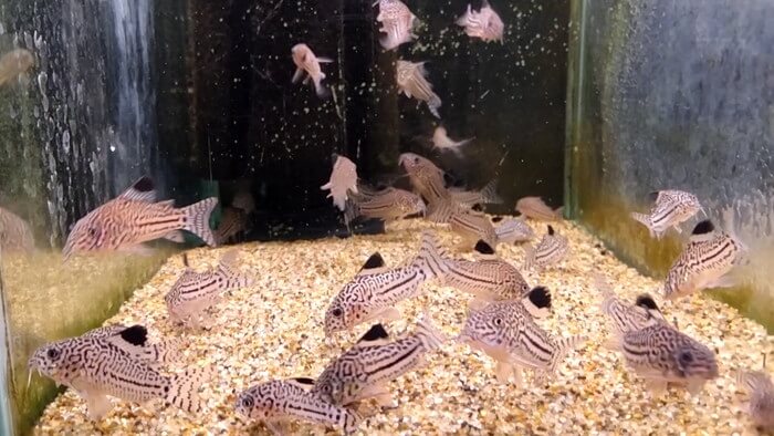 よこはま金魚本店別館